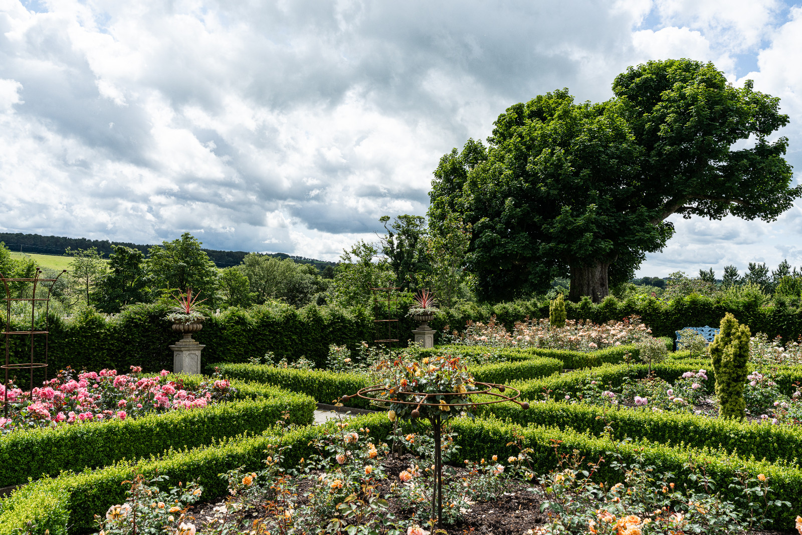 The rose garden at His Royal Highness King Charles lll’s estate, Dumfries House, in Scotland (Photo: courtesy of Van Cleef & Arpels)