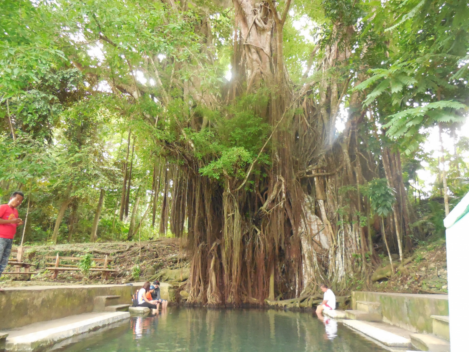 Enchanted Balete Tree (Photo: Wikimedia Commons)