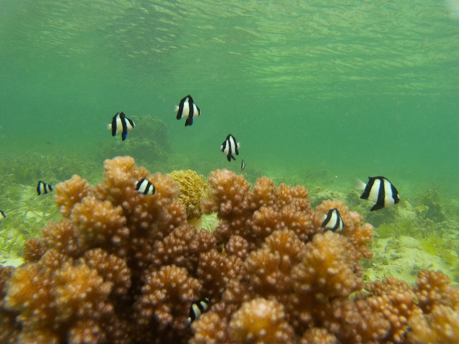 Tubod Marine Sanctuary (Photo: Wikimedia Commons)