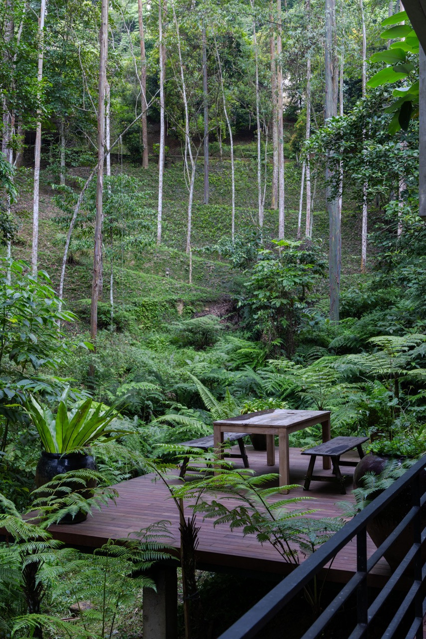 Elevated timber platforms extend into the forest floor