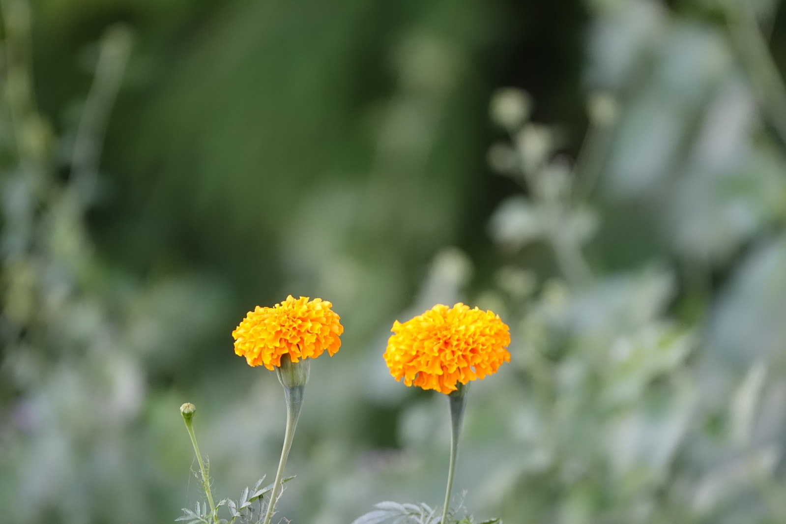 Marigold petals add a golden hue and a gentle bitterness that balances the sweetness of cakes, custards and meringues. (Photo: Lachetas / Freepik)