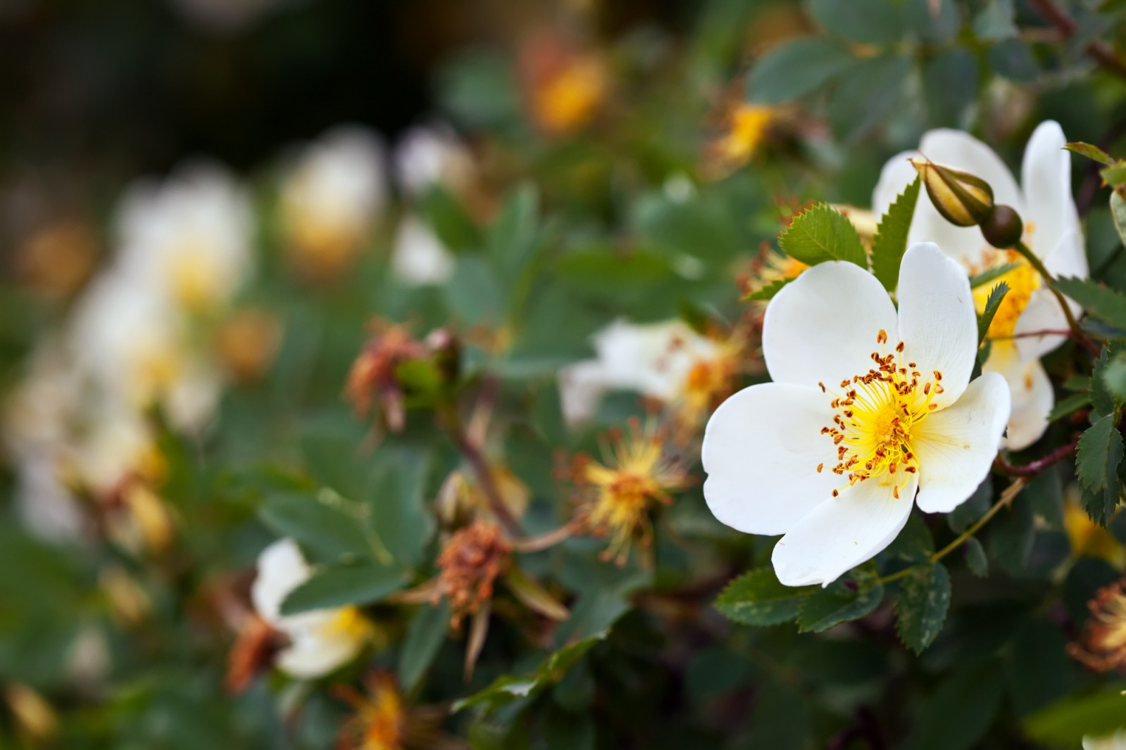 Orange blossom lends a fragrant note to syrups, biscuits and custards, bringing a floral lift to classic desserts. (Photo: Bear Fotos / Freepik)