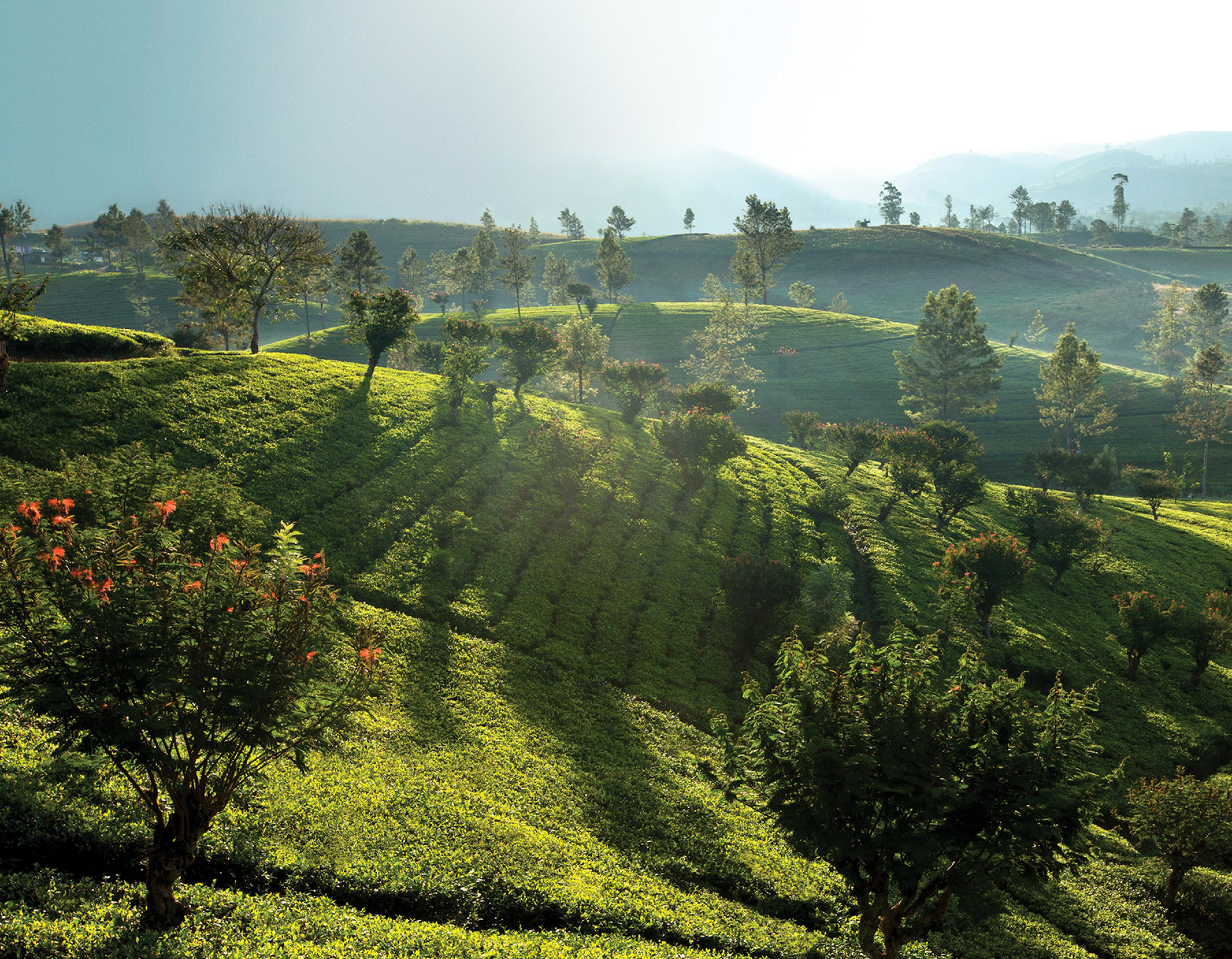 Dilmah tea plantation in the Dimbula region (Photo: Dilmah tea)