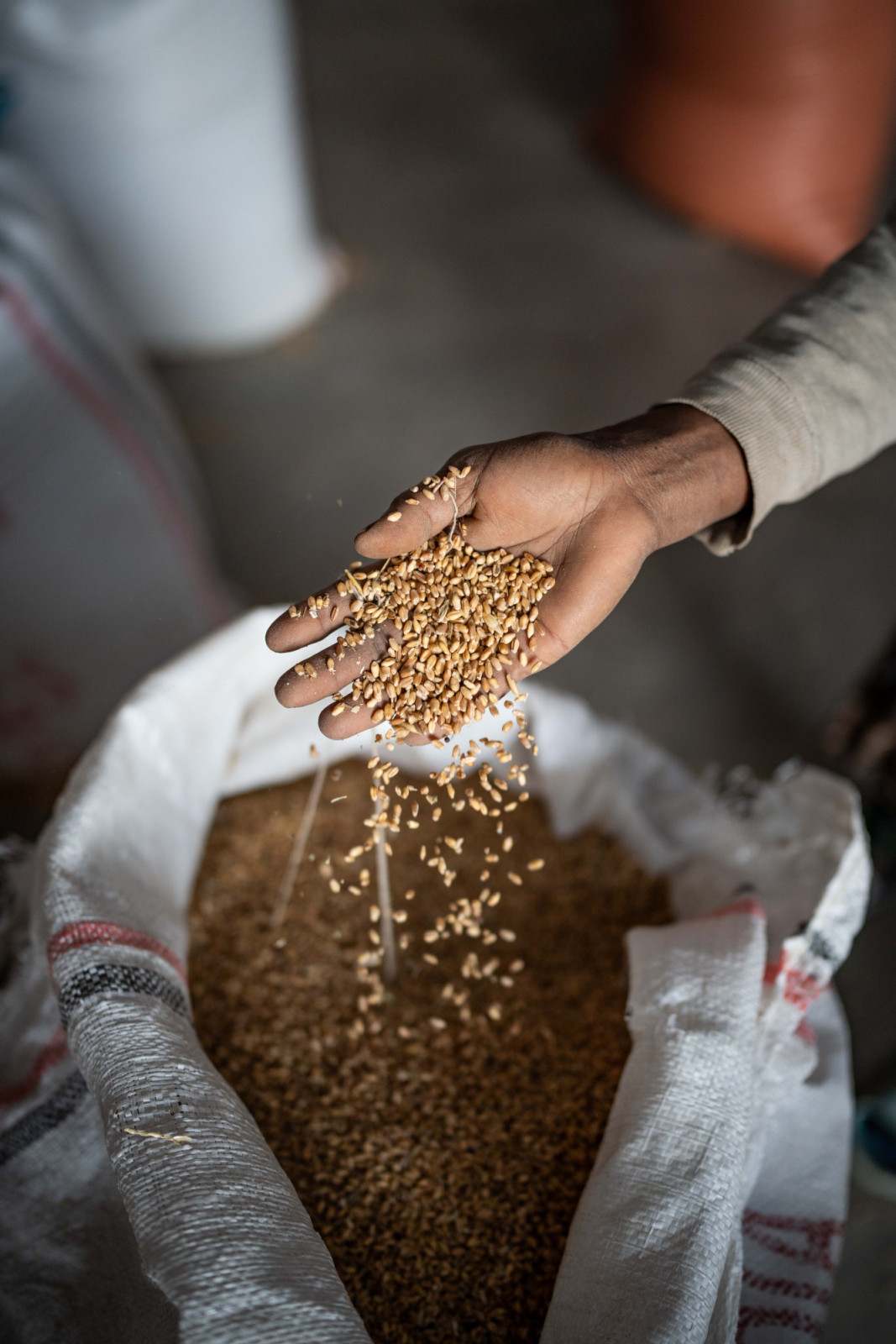 A mill worker holding a handful of wheat at the Addis Flour Mill Factory in Burayu, Ethiopia. One of the country’s main crops is wheat, with only 364 commercial mills serving an estimated 40 million people.