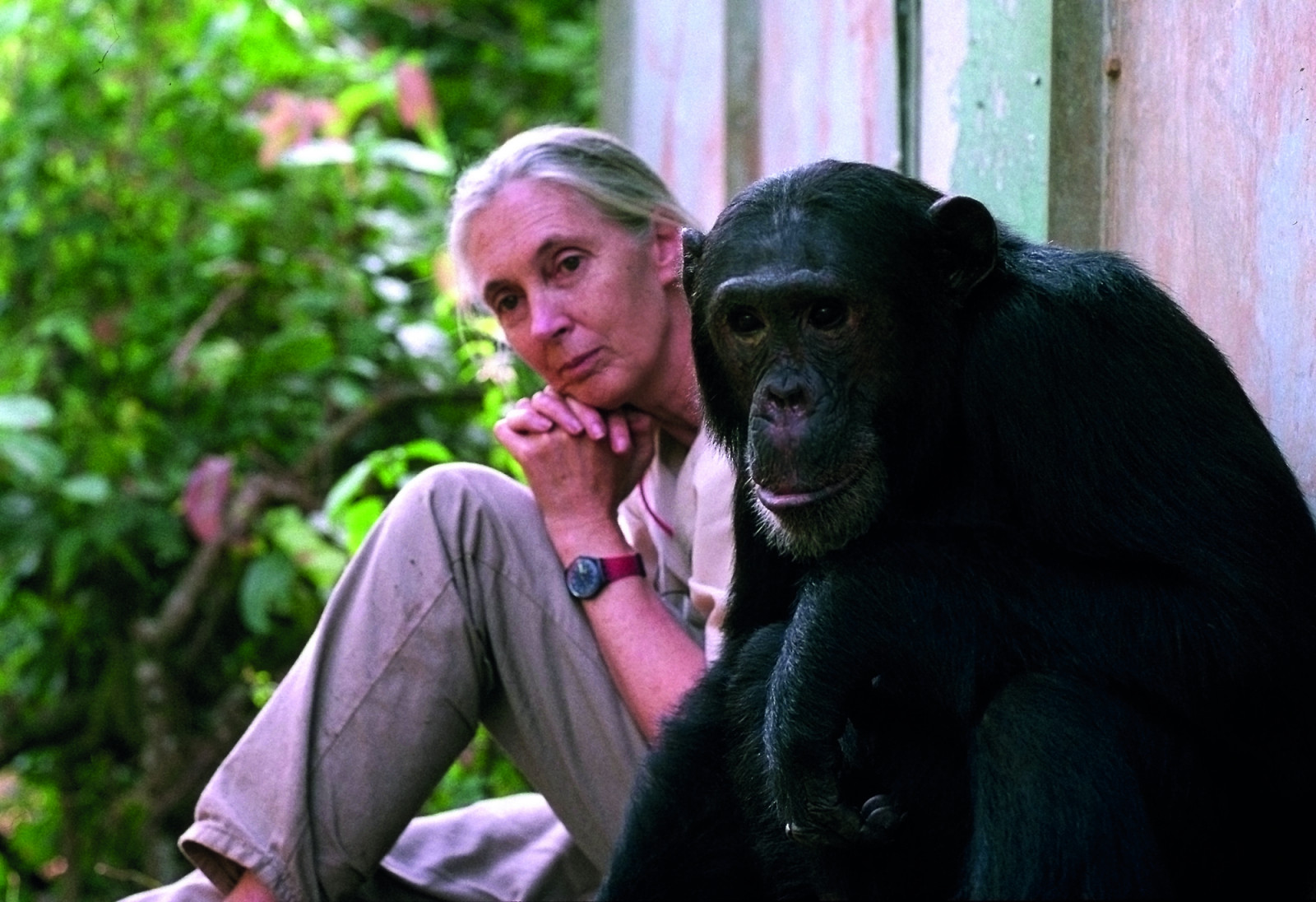 Dr. Jane Goodall with chimpanzee Freud at Gombe National Park in Tanzania