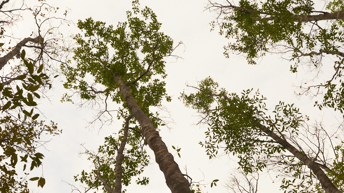 Tree plantation in Bangladesh (Photo: courtesy of Creed)