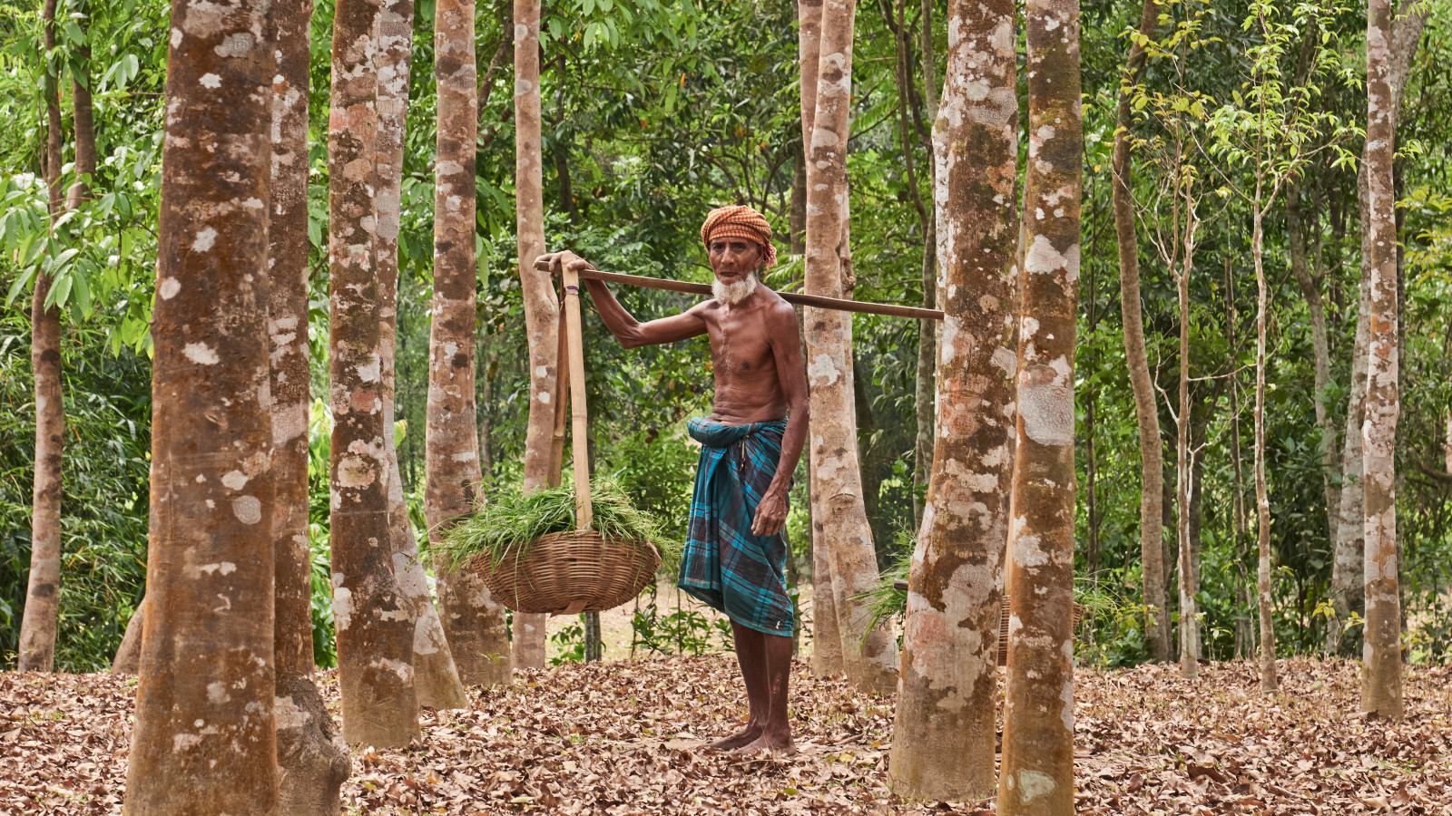 Plantation in Bangladesh (Photo: courtesy of Creed)