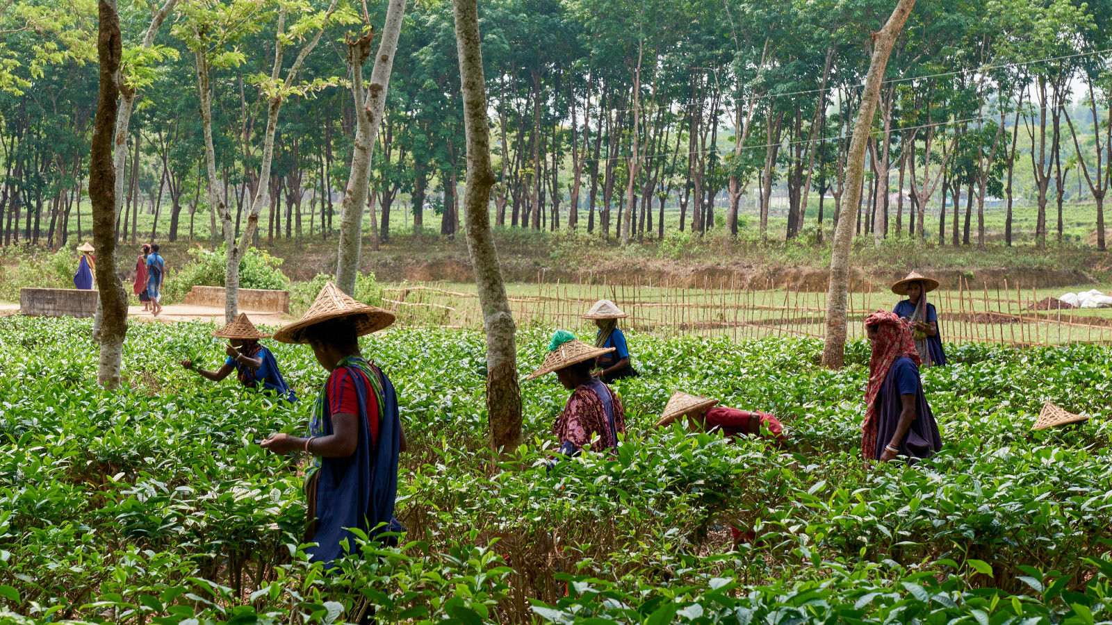 Plantation in Bangladesh (Photo: courtesy of Creed)