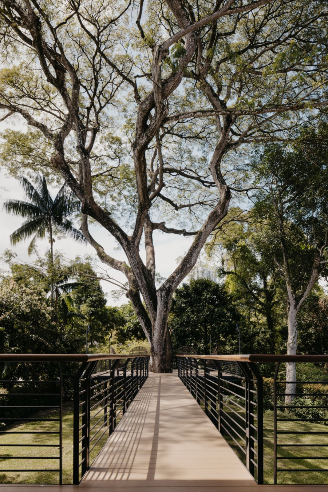 The rain tree, the site’s oldest inhabitant, is an integral and imposing part of the property