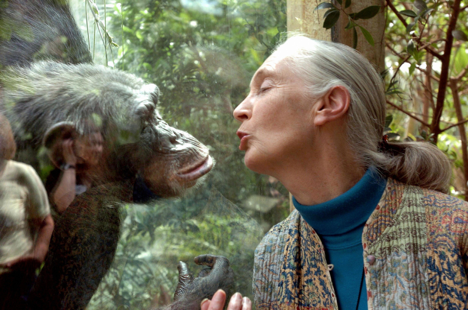 MAGDEBURG, Germany: Jane Goodall, the world's foremost authority on chimpanzees, communicates with chimpanzee Nana, 06 June 2004 at the zoo of Magdeburg (eastern Germany). The British primatologist began her pioneering study of chimpanzees more than 40 years ago in Tanzania. AFP PHOTO DDP/JENS SCHLUETER GERMANY OUT (Photo credit should read JENS SCHLUETER/DDP/AFP via Getty Images)