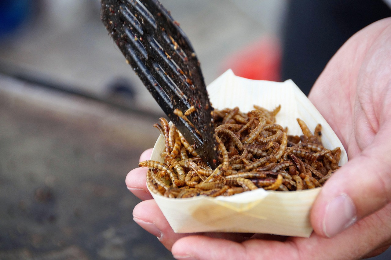 Worm dish