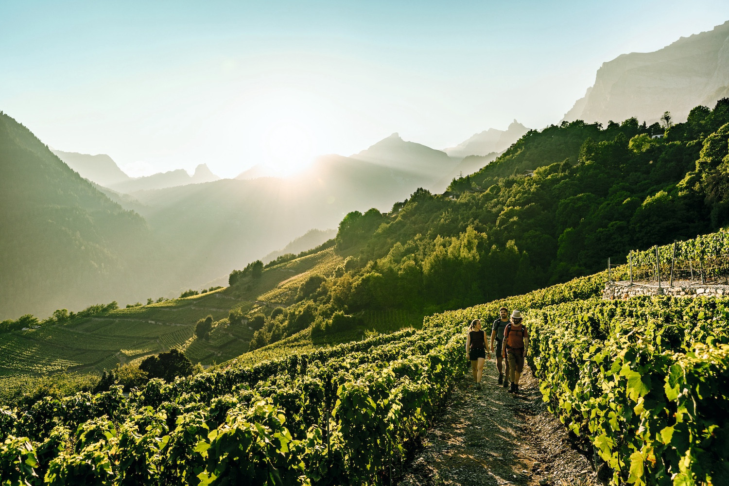 Chamoson vines in the Valais region (Photo: Swiss Wine Promotion)