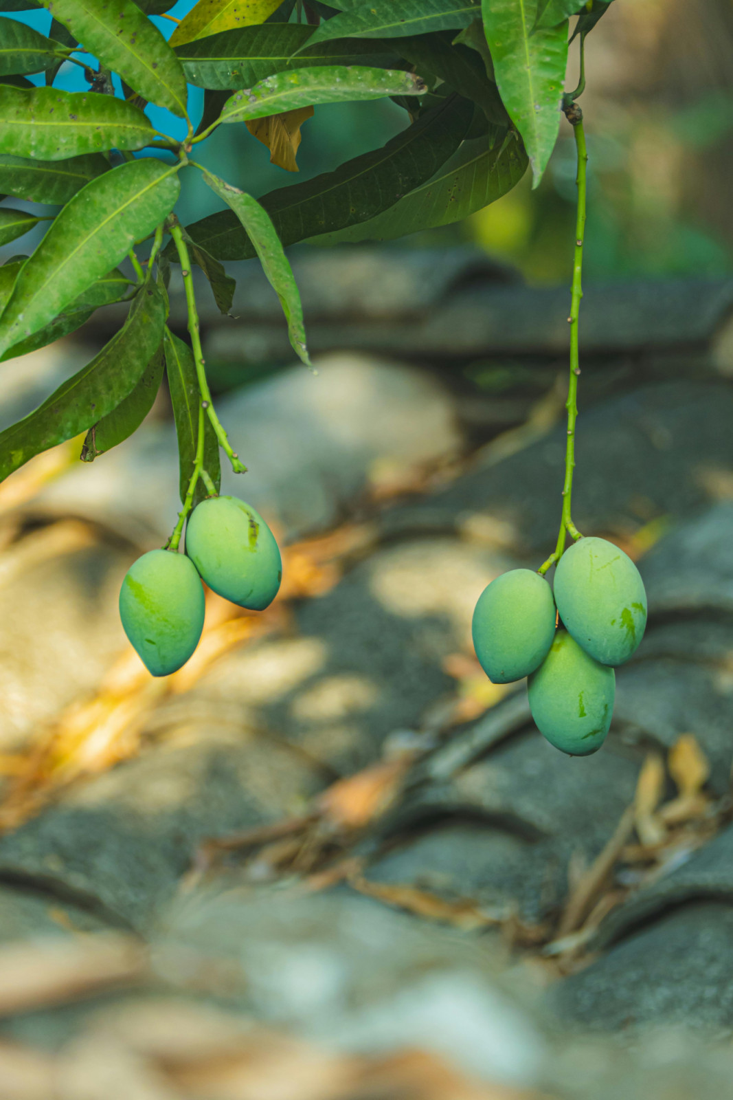 Green mangoes