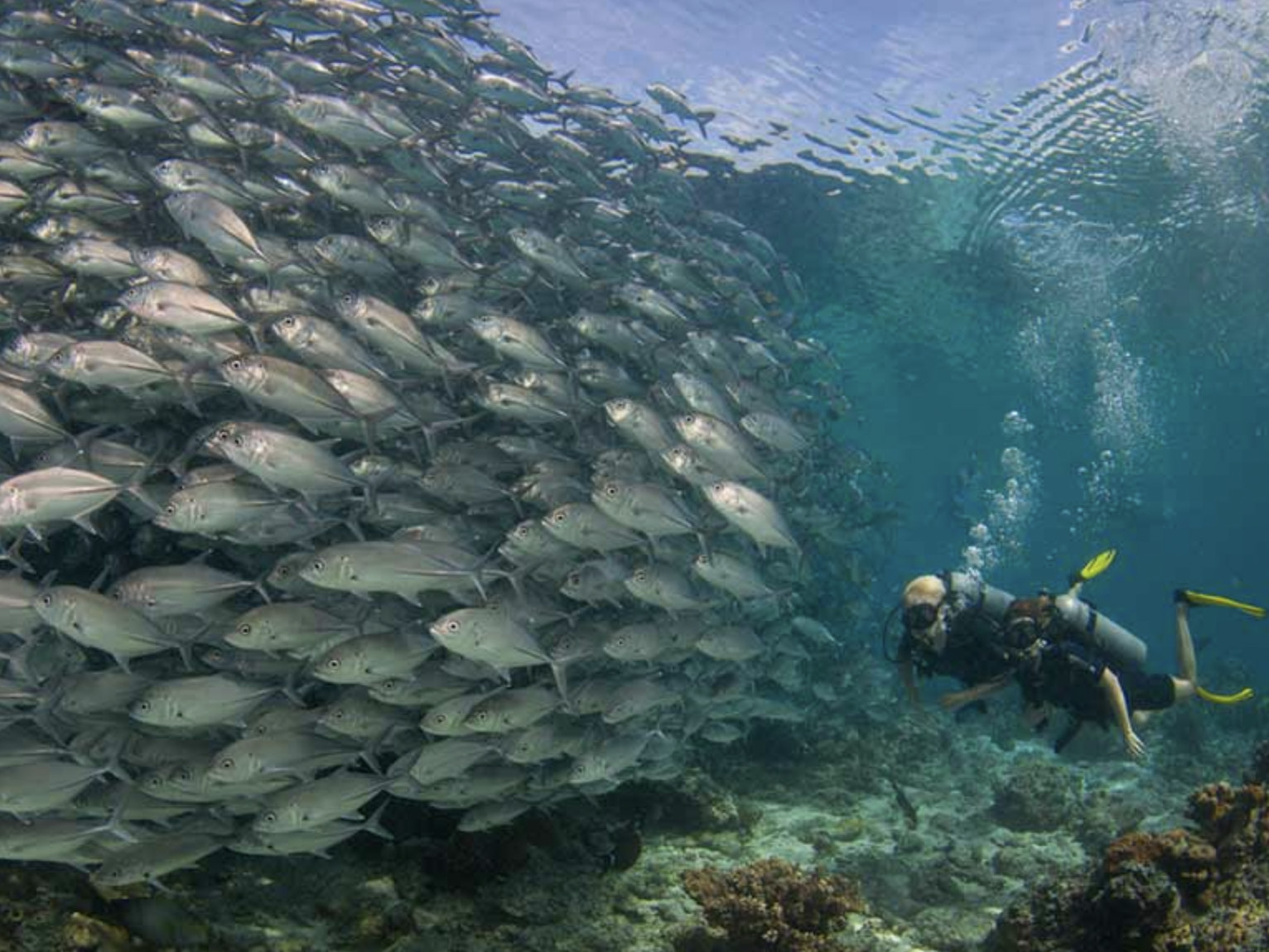 (Image: scuba-junkie.com)