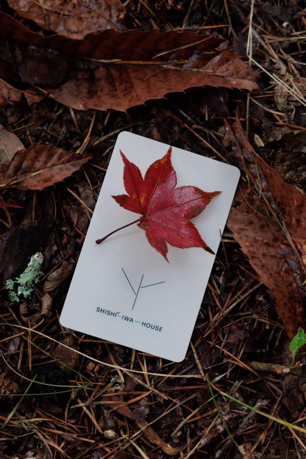 At the peak of autumn, Shishi-Iwa House is enveloped by leaves of crimson red