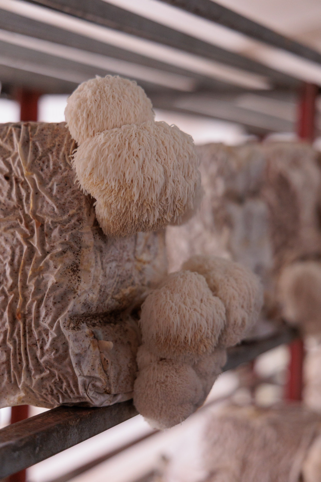 Yamabushitake (lion’s mane) from Yamako Kinokoen mushroom farm