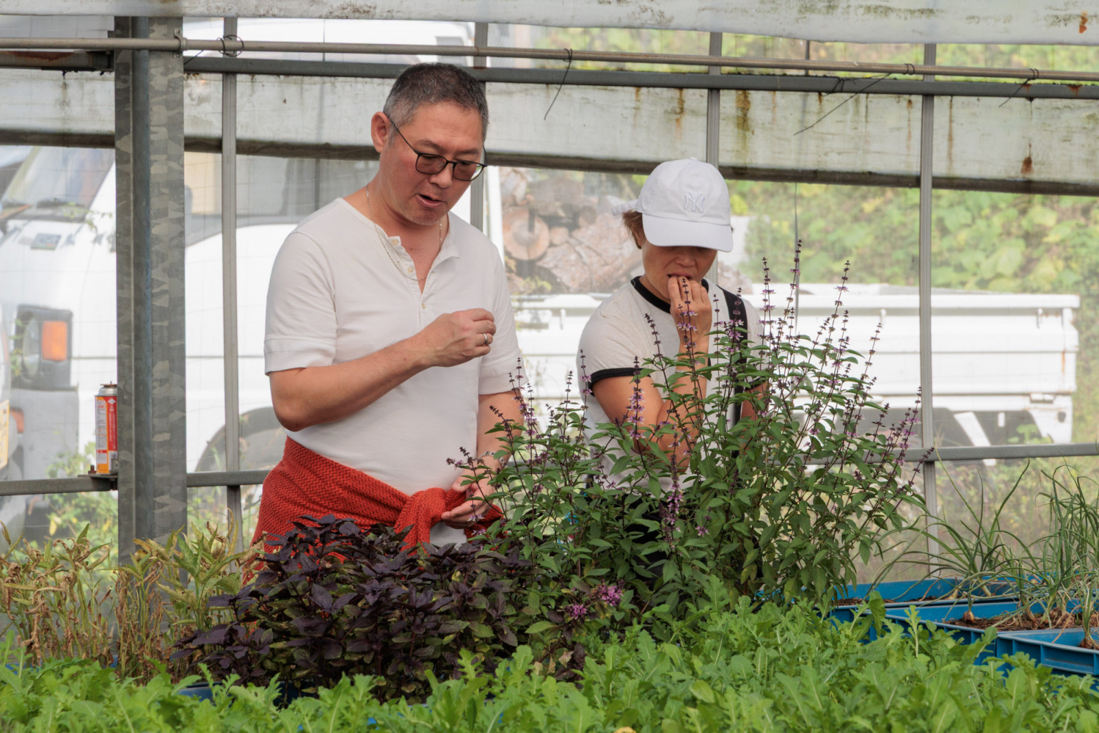 Asama Farmers specialises in growing micro-greens and vegetables in greenhouses, irrigated using mineral water