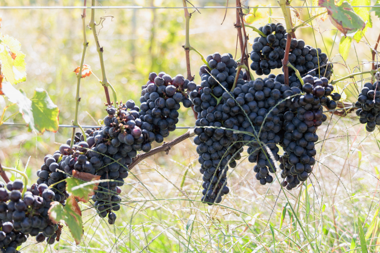 A plot of shiraz grapes at Gio Hills Winery, located on the Mimakigahara plateau