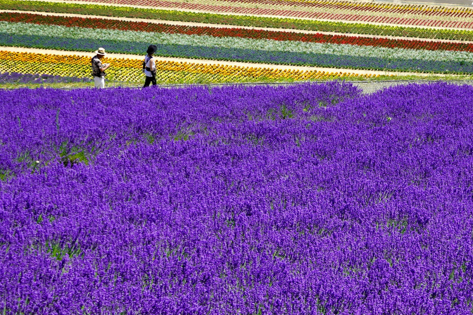 As the cherry blossom season fades, Japan’s lavender fields take the spotlight. (Photo: Cindy Bissig / Unsplash)