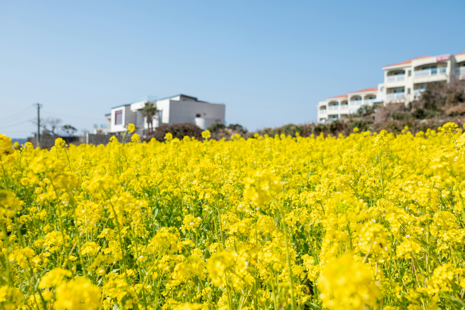 Blooming around the same time as cherry blossom, canola flowers bring their own burst of colour to South Korea’s spring landscape. (Photo: Sung Hun Go / Unsplash)
