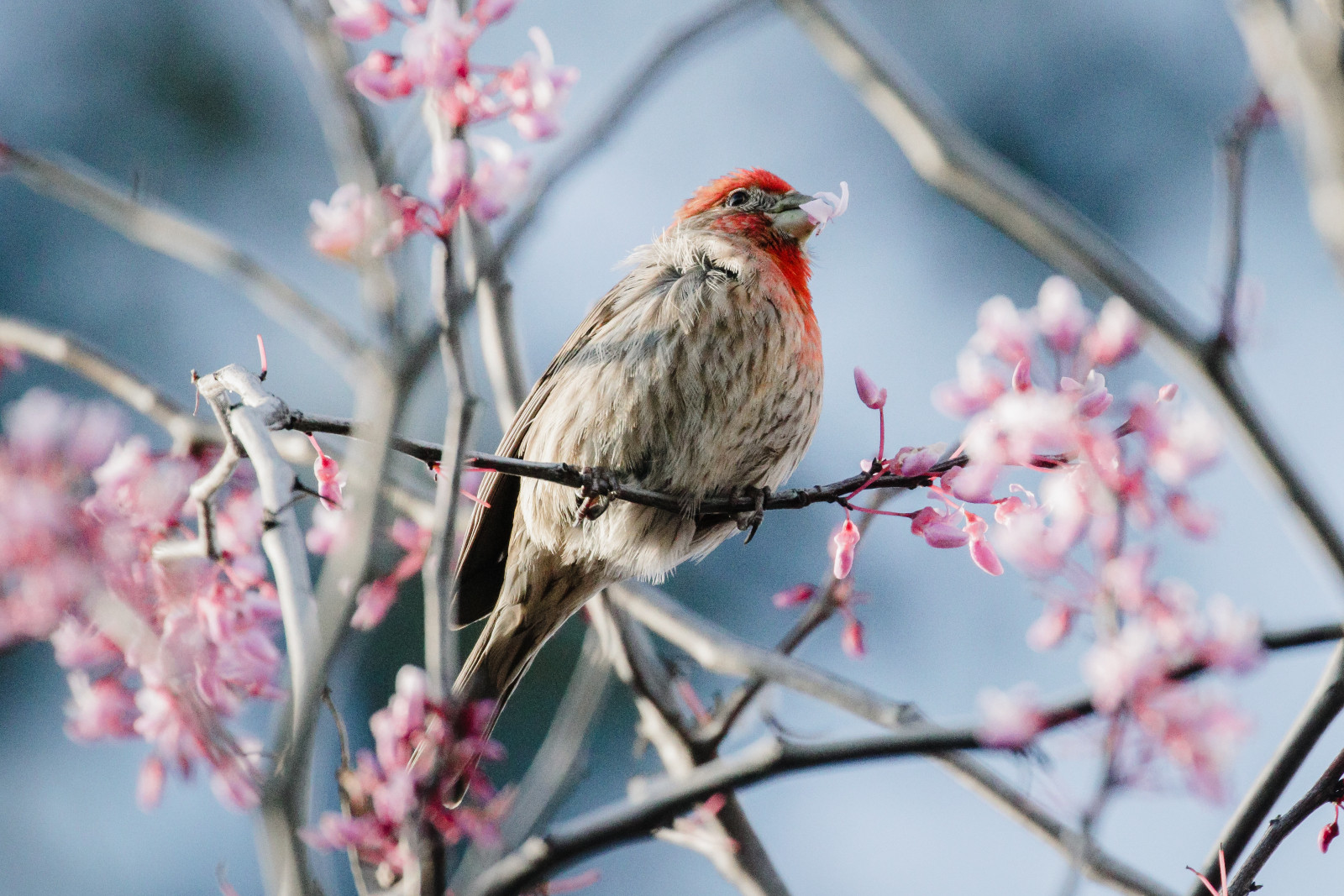 From misty mountain trails to coastal wetlands, Asia offers a diverse array of locations for birdwatching (Photo: ninjason1/Freepik)