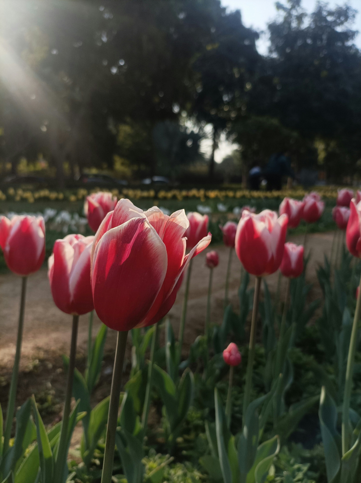 From late March to early April, millions of tulips bloom in India (Photo: Anisha Paul Wngr/ Instagram)