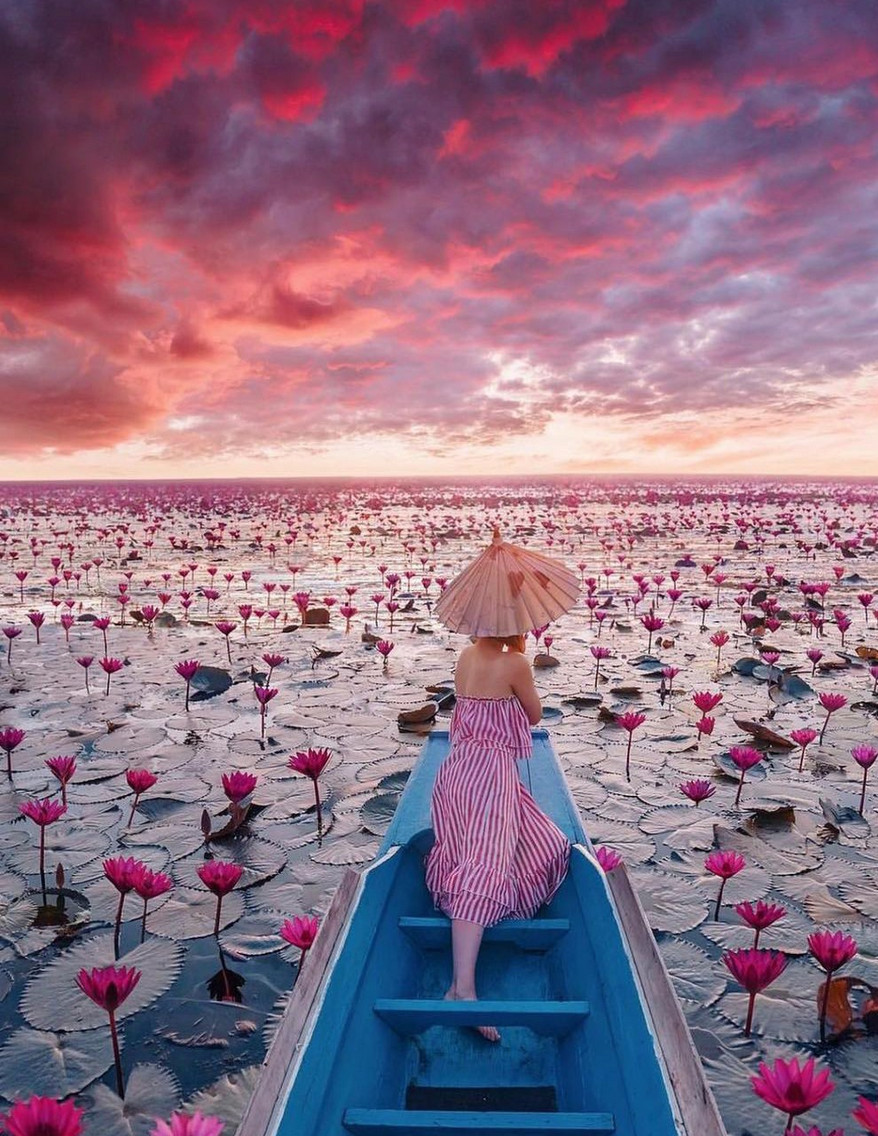 In Thailand, golden light makes pink lotus petals appear reddish (Photo: @justtravelen / Instagram)
