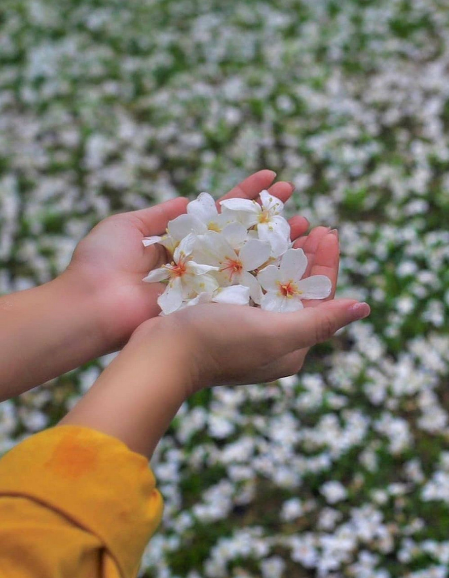 April and May see white tung blossoms in Taiwan (Photo: @taiwan_tourism_aunz / Unsplash)