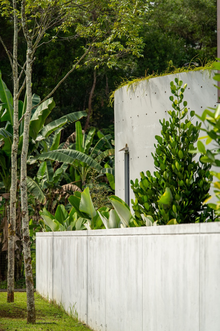 Raw concrete walls with formwork texture frame tropical planting and the secondary forest beyond