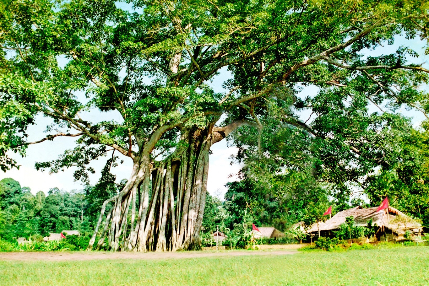 Cây đa Tân Trào là chứng nhân của cuộc Cách mạng Tháng Tám năm 1945, từng chứng kiến Đại tướng Võ Nguyên Giáp đọc Bản Quân lệnh số 1 và hạ lệnh xuất quân tiến về Hà Nội giải phóng Thủ đô. Ảnh: Tuyên Quang