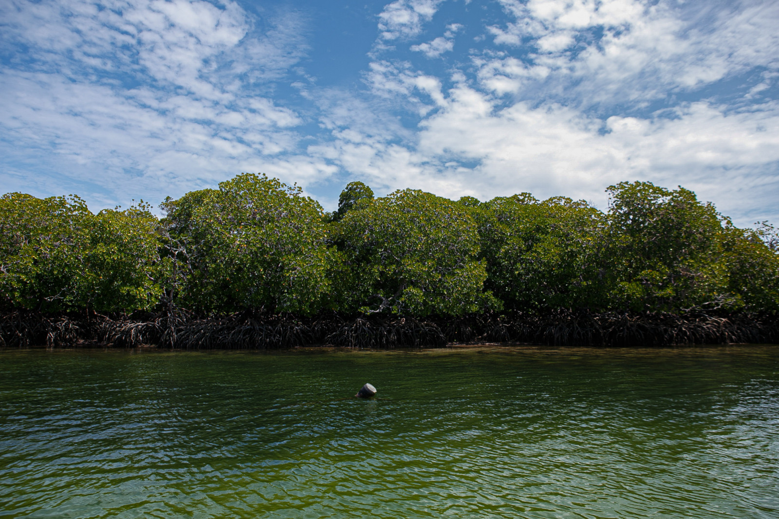 MALINDI, KENYA - 2021/10/26: Mida Creek is one of the most productive mangrove ecosystems in the world. Mida Creek is also recognized as an International Bird Area which is part of Watamu Marine National Park and Reserve.
Watamu Marine National Park and Reserve is located in the coastal part of Kenya and was established in 1968 as one of Kenya's first marine parks. It is a protected area that is also recognized internationally as a UNESCO Biosphere Reserve. The area is designated as a site of natural excell