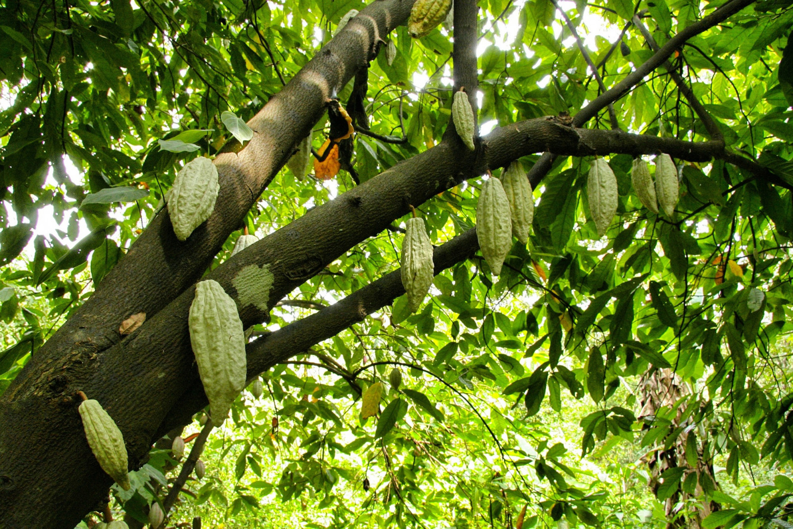 These South American nations are obsessed with preserving the genetic purity of heirloom beans (criollo and Nacional), setting the agricultural standard for the world’s finest cacao (Photo: Wirestock)