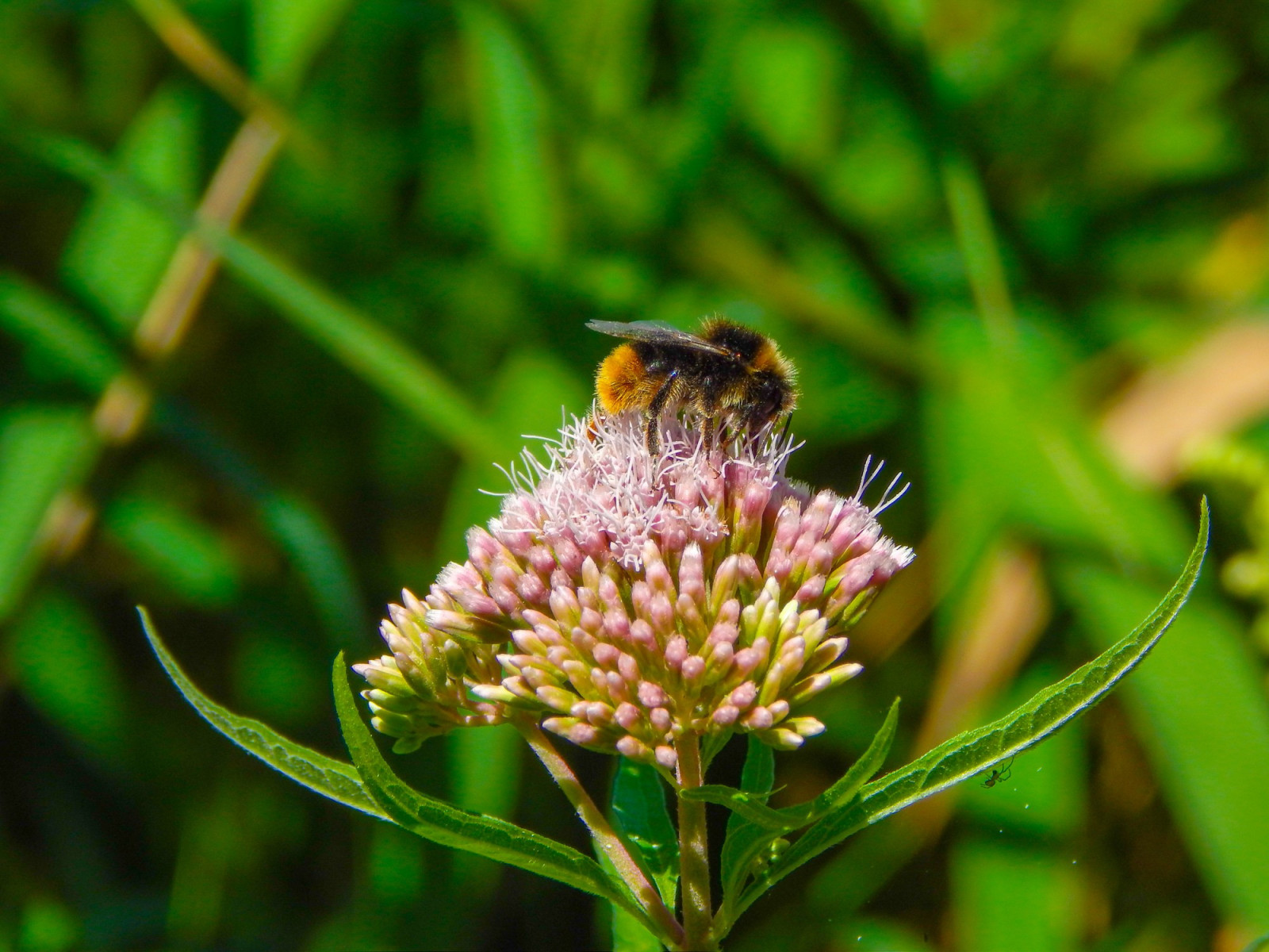 Bees transform nectar into liquid gold, creating the complex, regional flavours of honey (Photo: Wirestock)