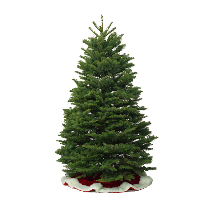 A noble fir Christmas tree from Cold Storage