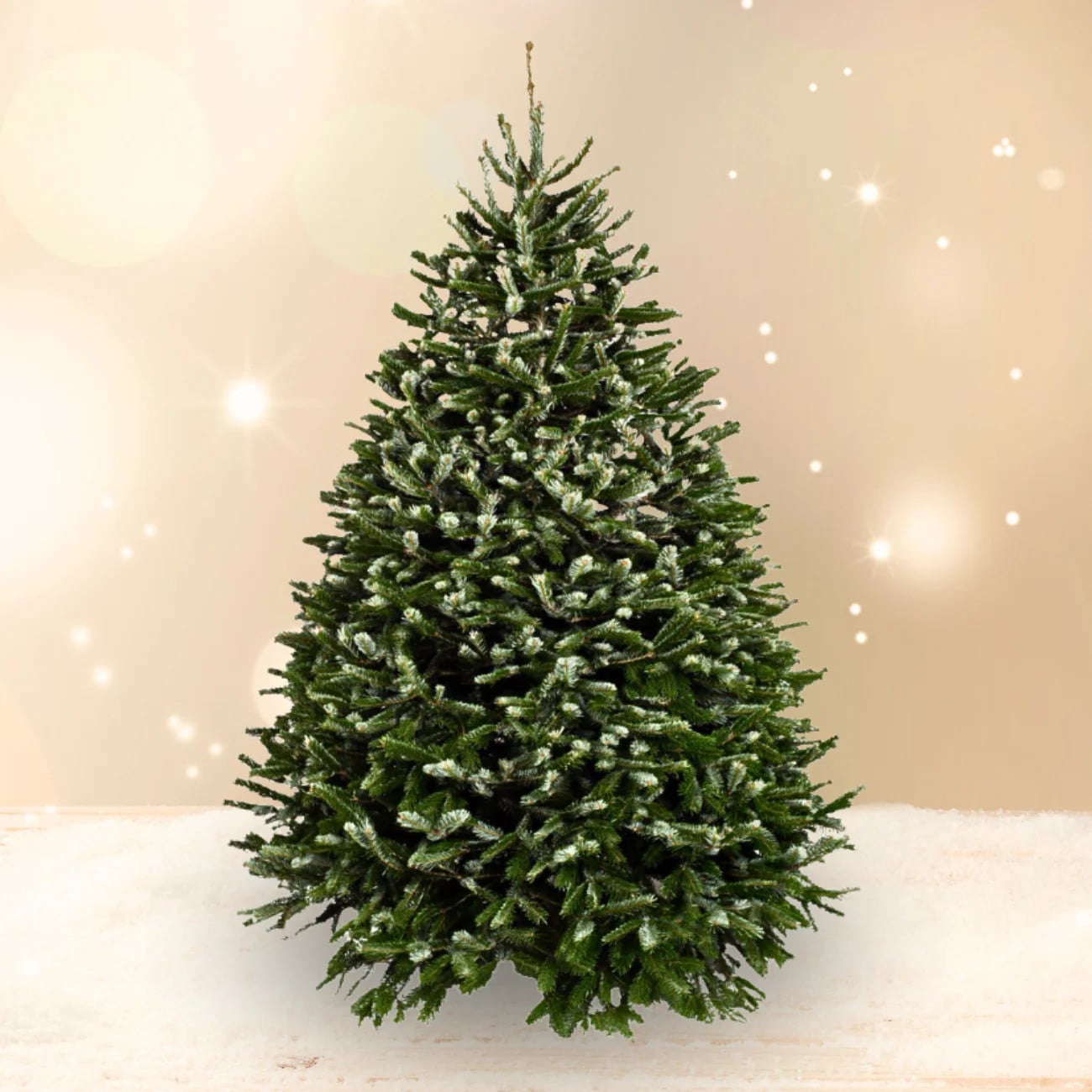 A nordmann fir Christmas tree from JM Flower