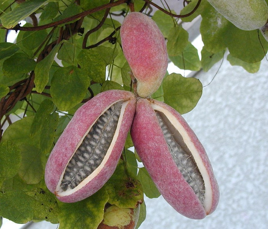 These rare fruits from across Asia feature geometries and textures that seem more alien than agricultural (Photo: JohnJGasper2/Wikimedia Commons)