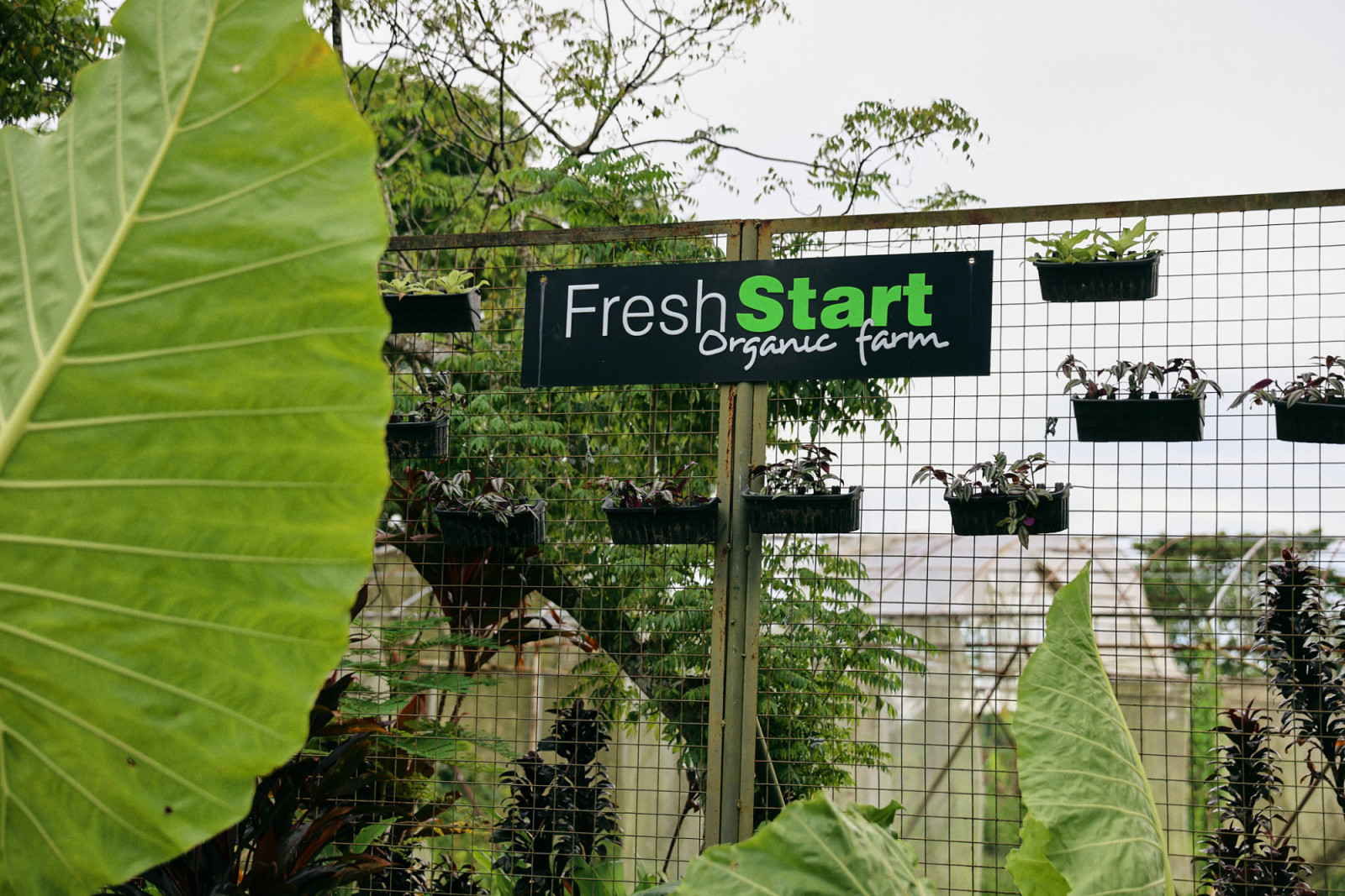 Terra Madre Bacolod 2025