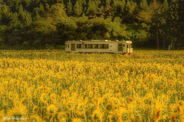 A postcard-perfect view of Japan, where Hokkaido’s rolling hills meet vibrant summer blooms