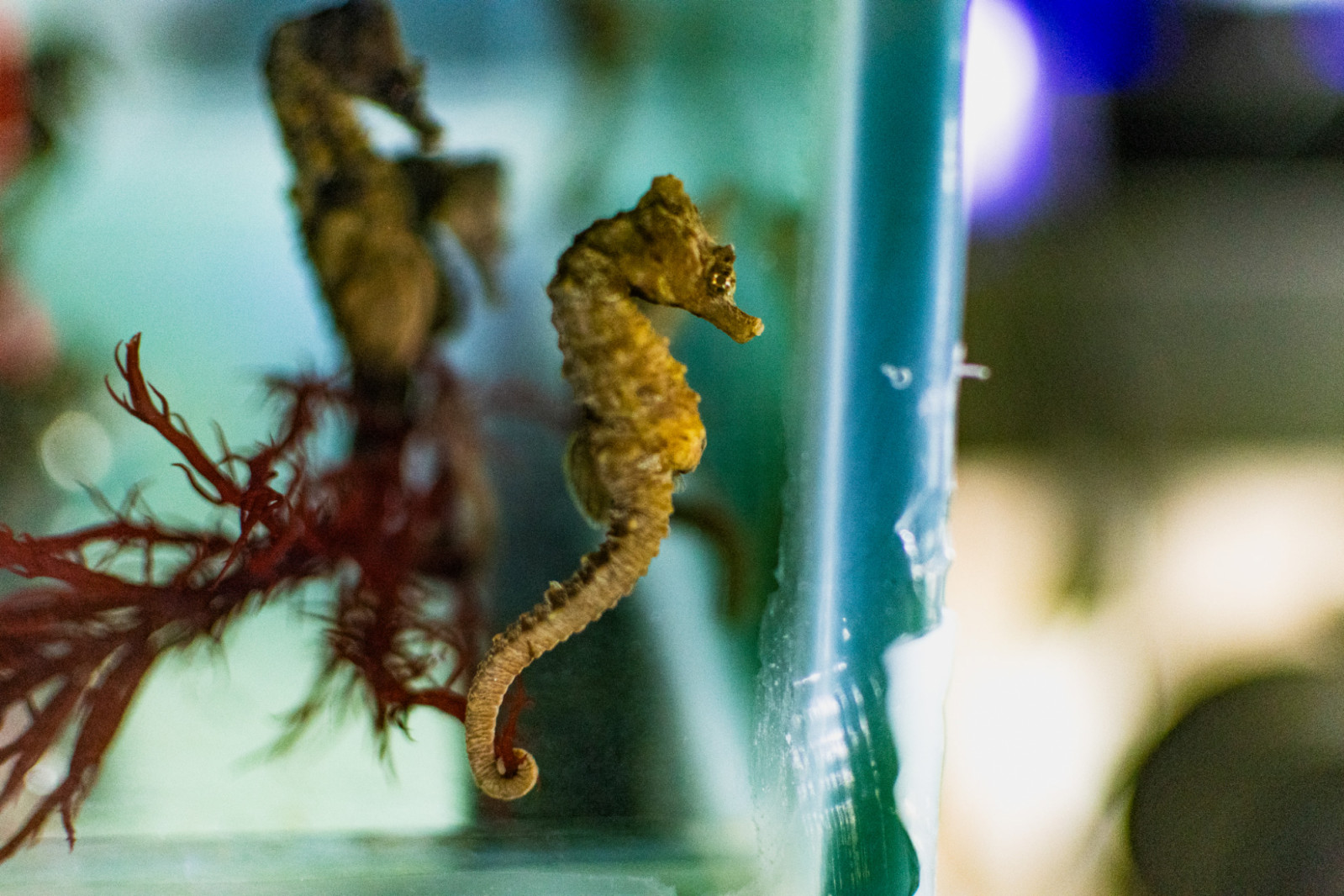 Rescued seahorses are being cared for by CESTHA in Italy, where they receive rehabilitation as part of ongoing marine conservation efforts.