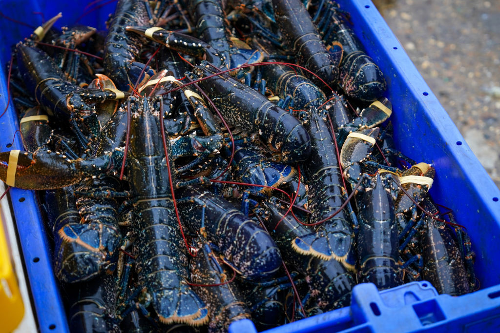 BRIDLINGTON, ENGLAND - JANUARY 31: Freshly caught lobster is sorted for quality control before being stored in holding tanks filled with fresh sea water at the Independent Shellfishermens' Co-operative in Bridlington Harbour on January 31, 2025 in Bridlington, England. Bridlington is the leading shellfish port in Europe. The Independent Shellfishermens' Co-operative (ISC) handles approximately 200 tonnes of lobster and 300 tonnes of brown crab annually sold to restaurants, wholesalers, and food processing f