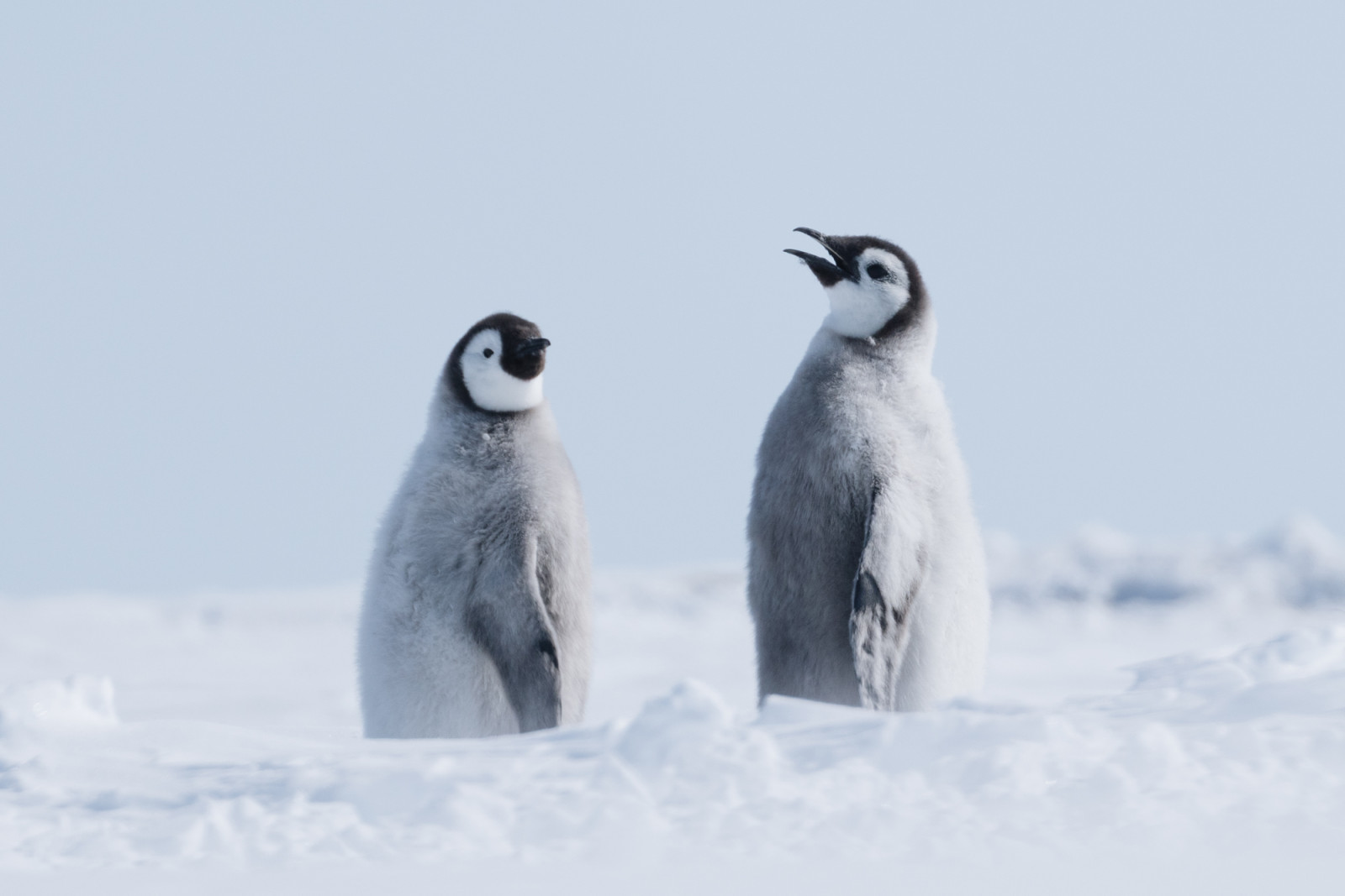 Penguin spotting in Antartica. Photo: White Desert