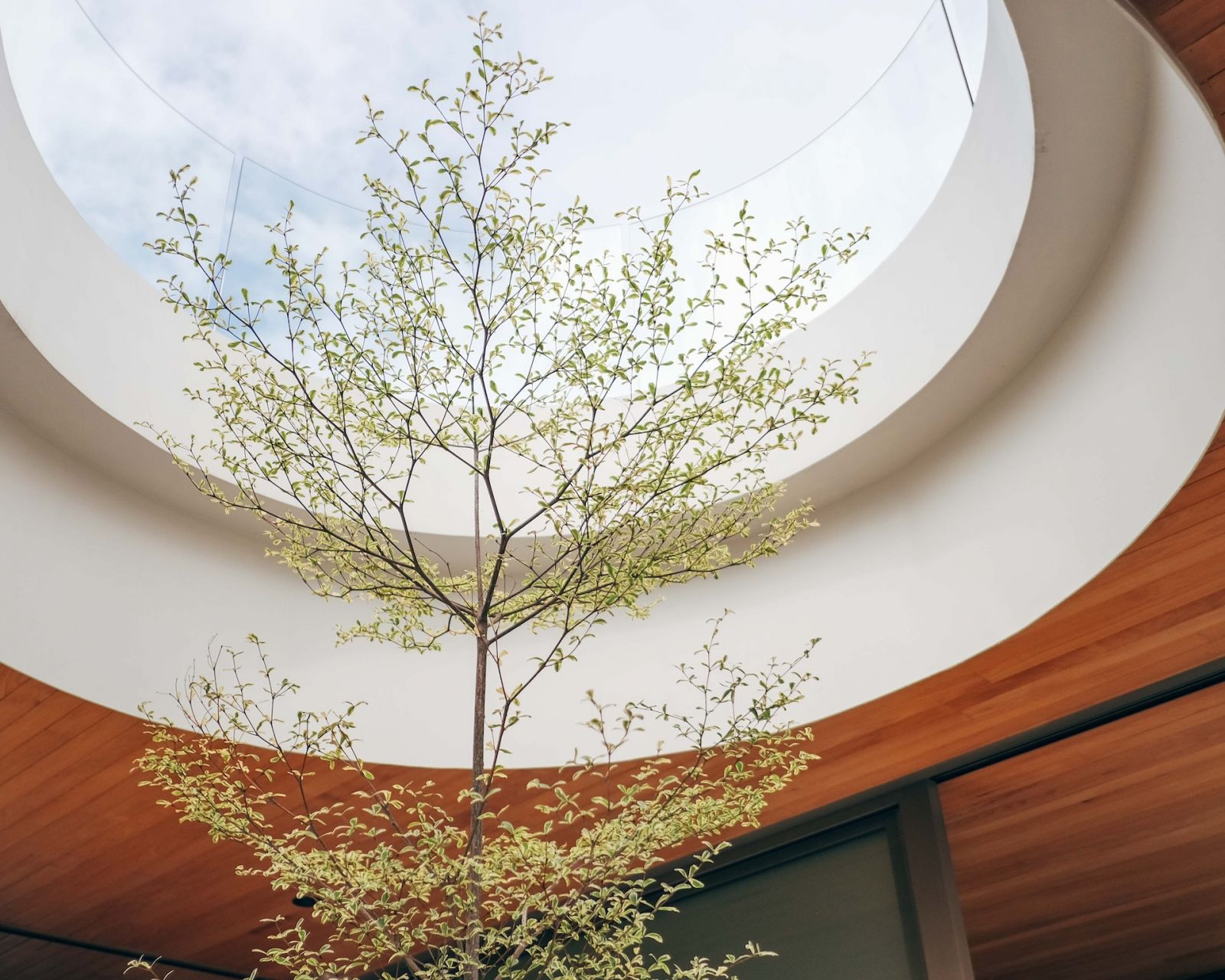 Outside Carla Peña’s balcony is a variegated Talisay tree, which grows through a circular cutout in the roof deck (Photo: Ssiala Azores)