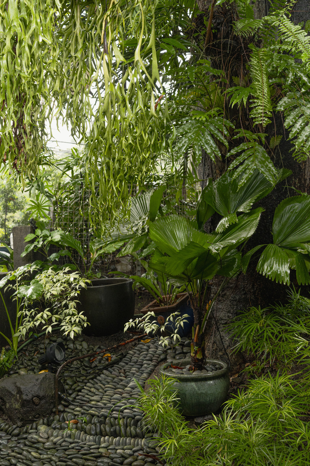 Ponce Veridiano designed Monique Borja Gonzalez's garden, featuring a corner layered with staghorns, ferns and a potted anahaw
palm