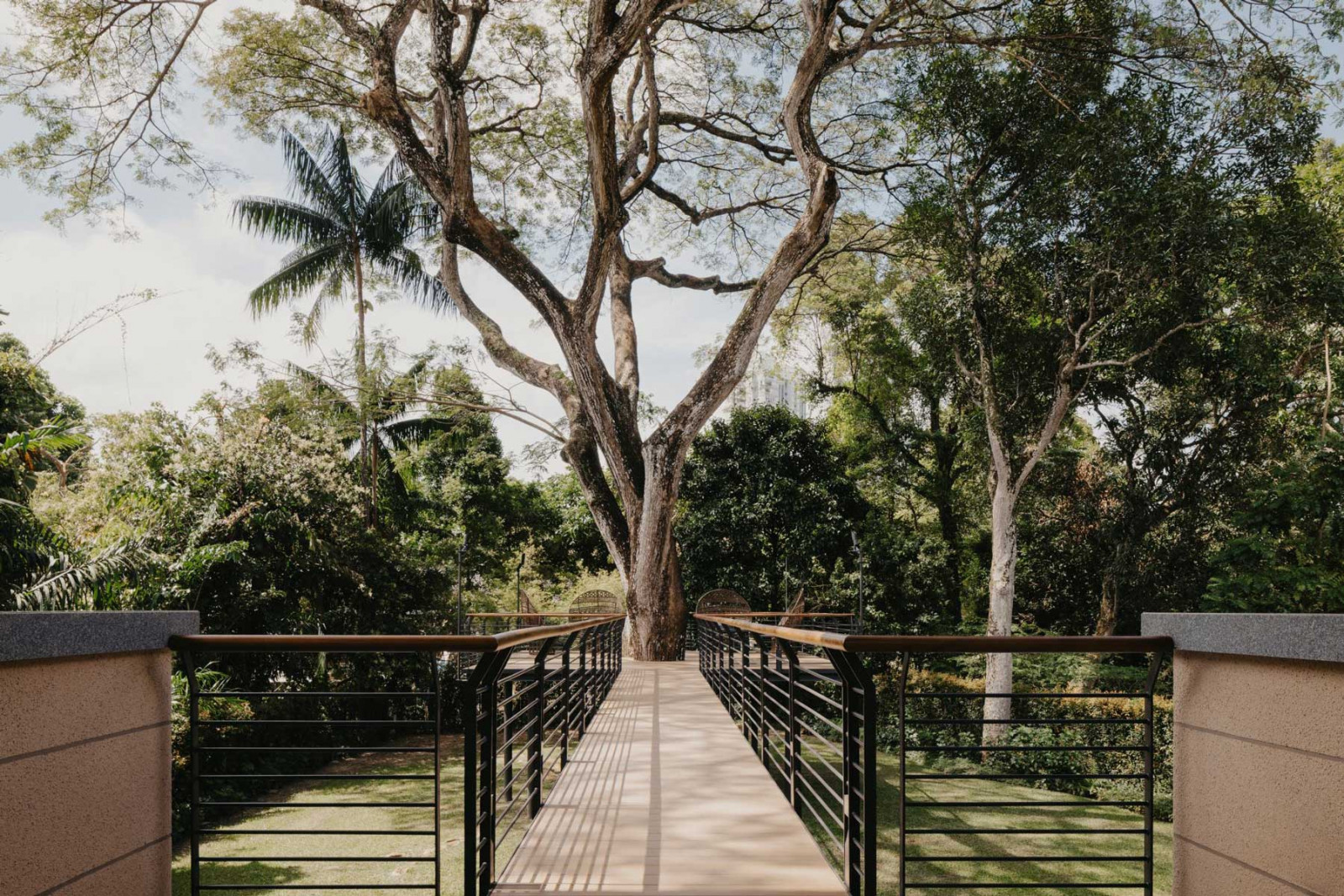 The rain tree, the site’s oldest inhabitant, is an integral and imposing part of the property