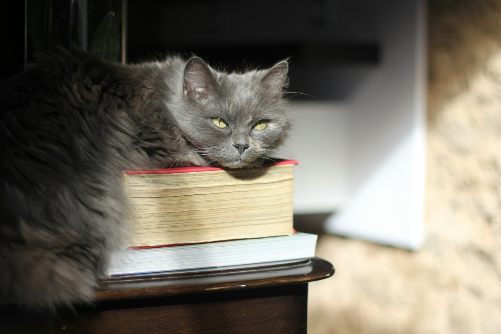 From literary satire and quiet domestic novels to fantasy and speculative fiction, this list explores how cats function as narrators, companions and narrative forces across genres (Photo: Ragini Bharadwaj/Unsplash)