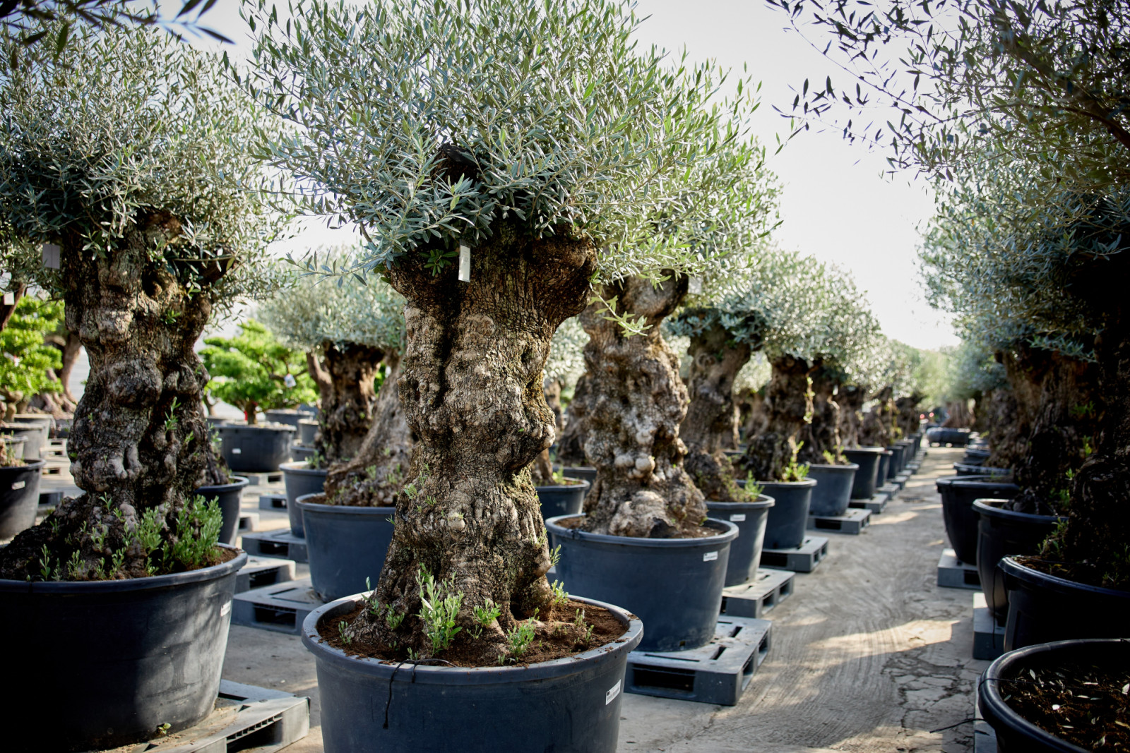 สวน Olive De Casa (ภาพ: Termsit Siripanich)