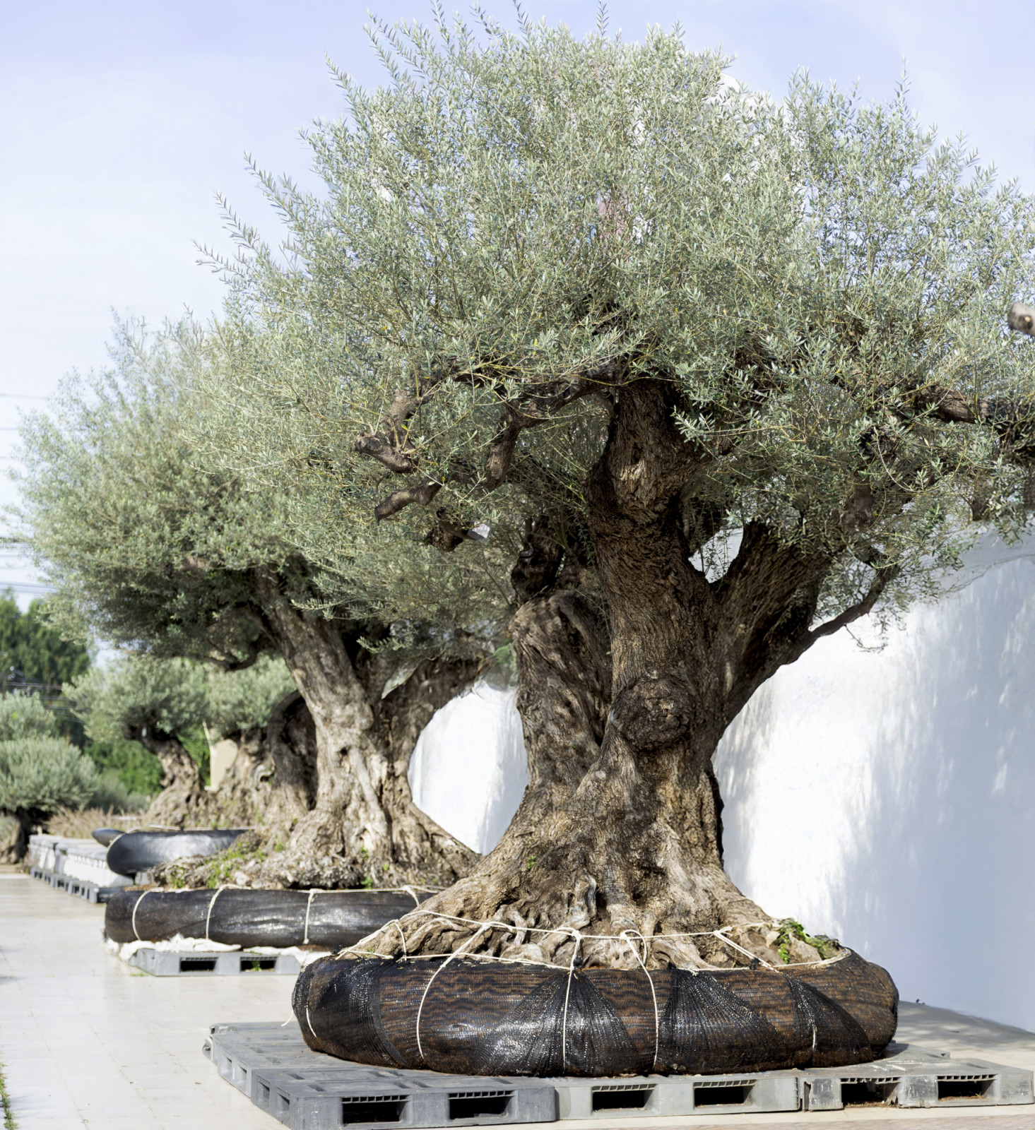 สวน Olive De Casa (ภาพ: Termsit Siripanich)
