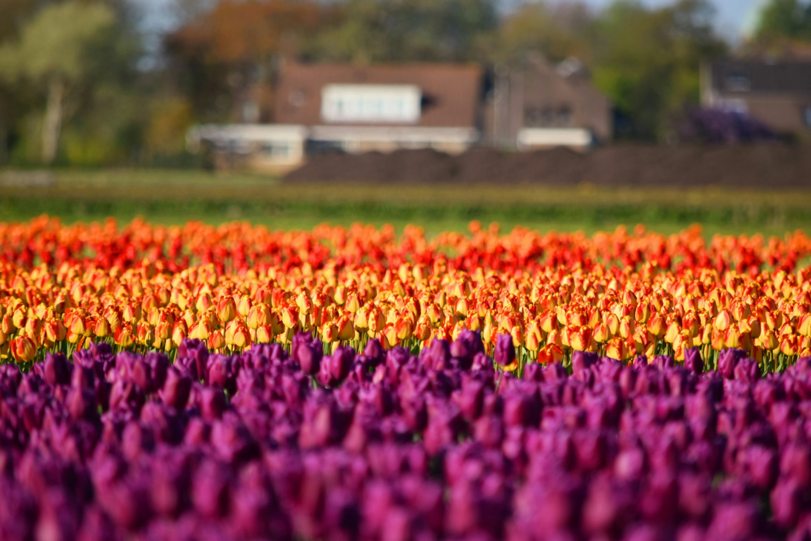Endless rows of tulips create a spectacle of colour and scale (Photo: Baranivignesh Prakash/Unsplash)