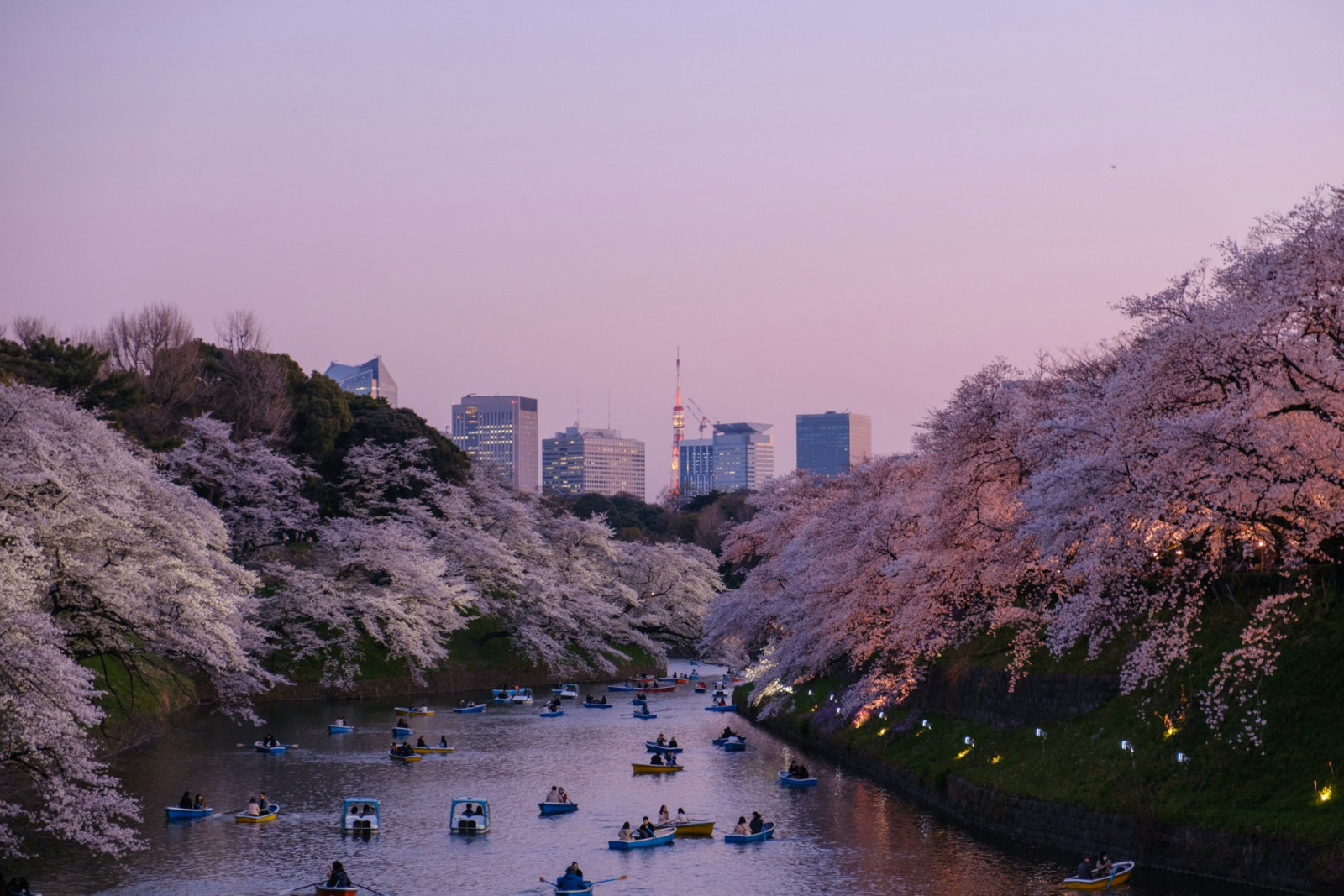 Sakura trees paint parks and riversides pink for just weeks—timing is everything (Photo: Yu Kato/Unsplash)
