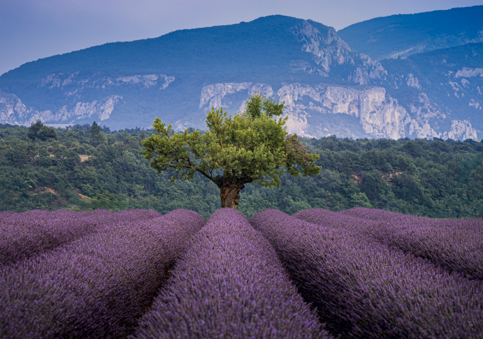 Purple fields rise and fall with the summer sun, perfuming the air and shaping the landscape (Photo: le Sixième Rêve/Unsplash)
